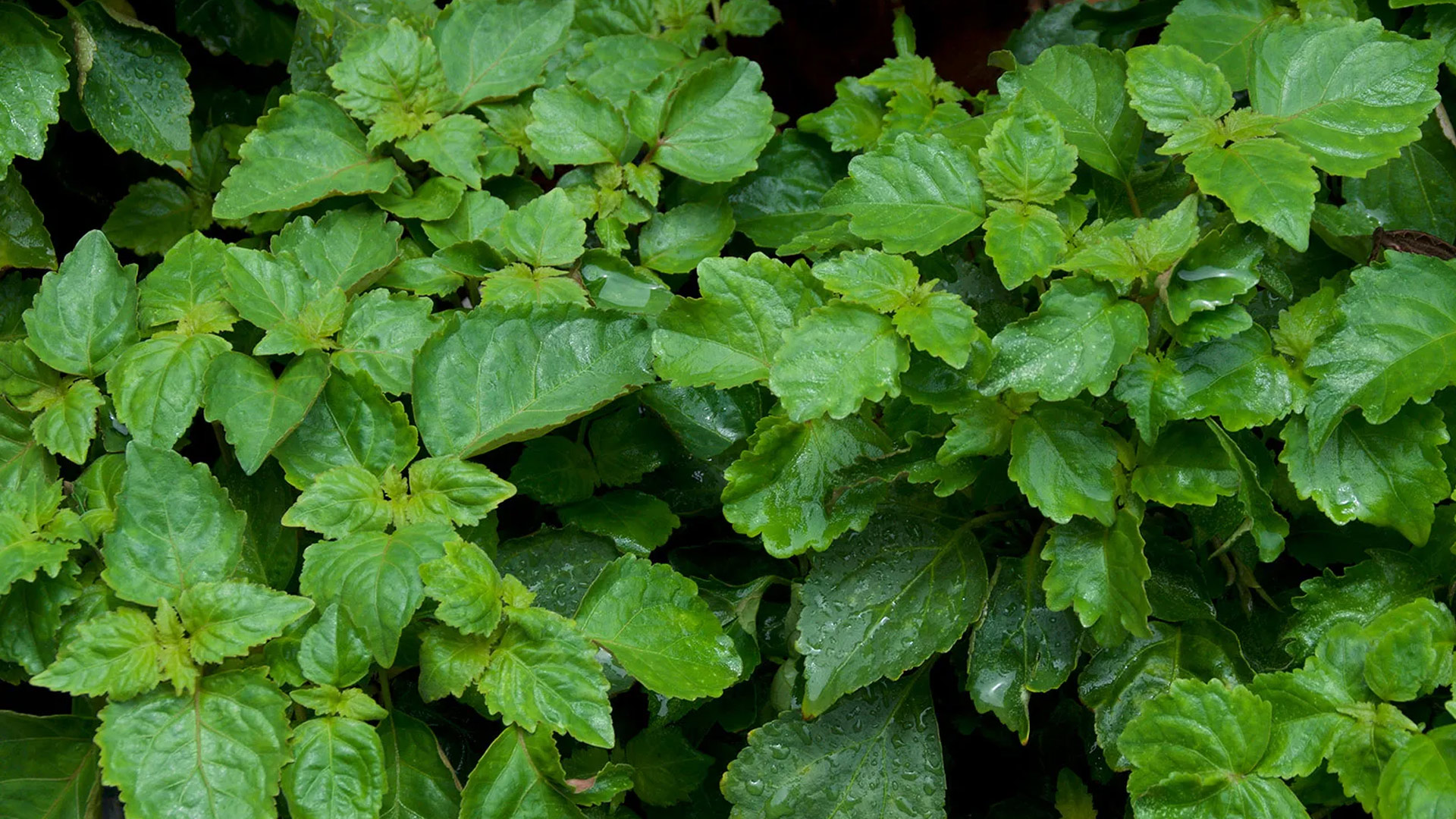 Tanaman Nilam (Patchouli)