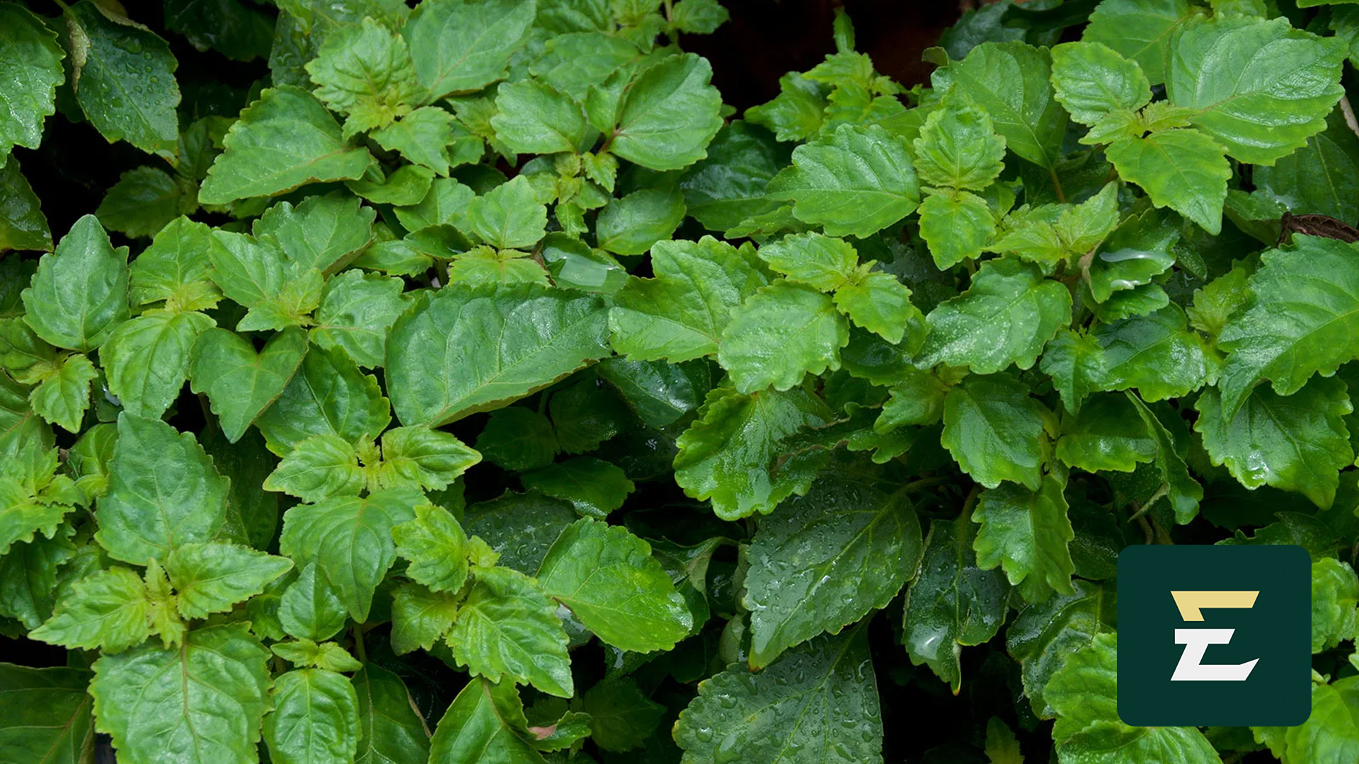 Produk Patchouli Oil